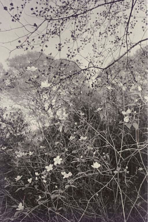 LEE FRIEDLANDER
