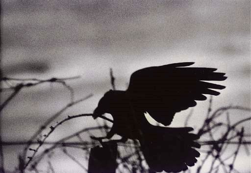 MASAHISA FUKASE