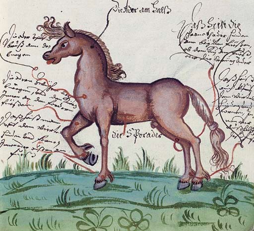 EQUESTRIANISM. Manuscript on paper, Stuttgart, 1580-83, 'Roß Artzeneii Buch', a manual of horse doctoring, in four books, possibly taken from different sources, apparently imperfect, Book I illustrated with 17 diagrammatic coloured drawings of horses, illustrating various ailments ('Wann Ein Roß nicht Stallen Kann', 'Wann Ein Roß Zue viel Erineret', 'Wann die Würm Ein Roß Beißen' etc), altogether 357 leaves, 4to (186 x 155mm), index 6 leaves, folio, loosely inserted in Vol.I, in 2 volumes, vellum covers, reusing leaves from a 16th-century choirbook. Provenance: 'Herrn Graff wolffgang Friderichs Gnaden Anngehörig' (note in a late 16th-century hand on upper cover of Vol.II).