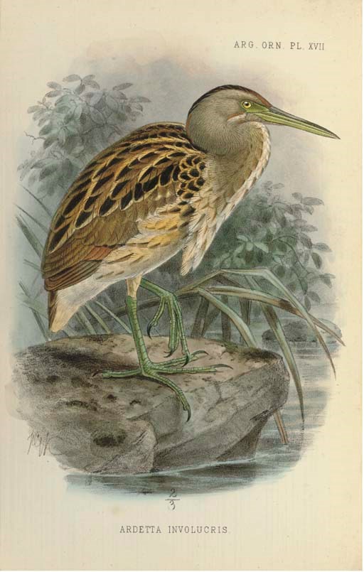 SCLATER, Philip Lutley (1829-1913) & William Henry HUDSON (1841-1922). Argentine Ornithology. A descriptive catalogue of the birds of the Argentine Republic. London: R.H. Porter, 1888-89.  2 volumes, 8° (246 x 153mm). Wood-engraved illustration on titles, 20 hand-coloured lithographed plates by John Gerrard Keulemans, finished with gum arabic (outer margin of 3 plates lightly cropped, affecting plate no of 2 plates, few spots and marks throughout, mainly marginal, occasional light offsetting from plates). Modern crimson morocco gilt, spine title and decorated in gilt with designs of exotic birds, original front wrappers laid down and bound in at the end (cropped), top edges gilt. Provenance: C.G. Hughes (contemporary, slightly cropped, signature on title of vol. II).