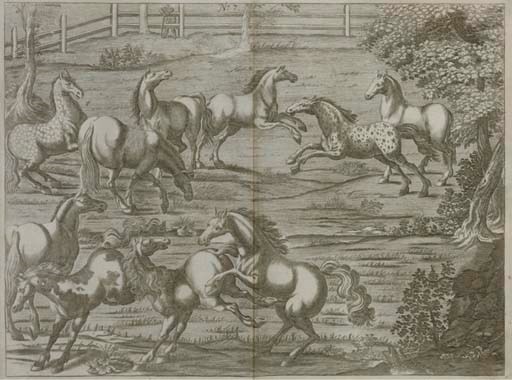 WINTER, Georg Simon (b. ca.1634). Tractatio nova et auctior de re equaria...Neuer und vermehrter Tractat ... Trattato nuovo ... Traité nouveau, translated by Matthias Kraemer. Nuremberg: W.M. Endter, 1687. 2° (325 x 203mm). Titles and text in Latin, German, French and Italian, 41 (of 42?) engraved plates, 6 double-page (browning and staining, a few leaves of preliminaries detached, C4 defective at foot, first double-page plate shaved at the margins, another detached). Later boards. Second edition. Huth p.24. Sold not subject to return.