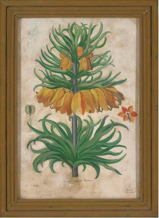 Fritillaire, 20th Century
