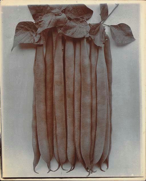 CHARLES JONES (1866-1959)