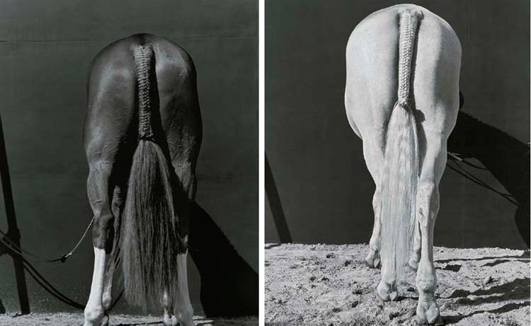 STEVEN KLEIN (b. 1962)