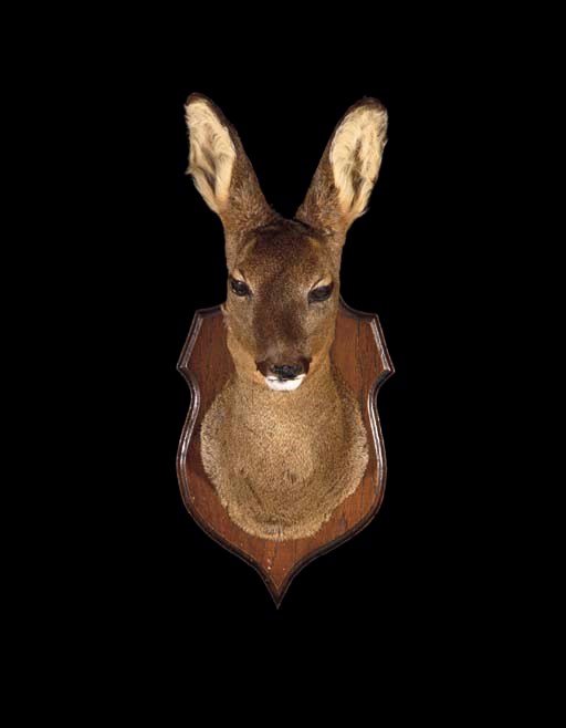 TETE DE BICHE