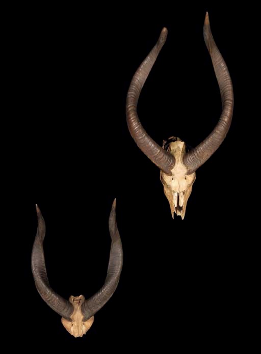 DEUX TROPHEES DE CHASSE