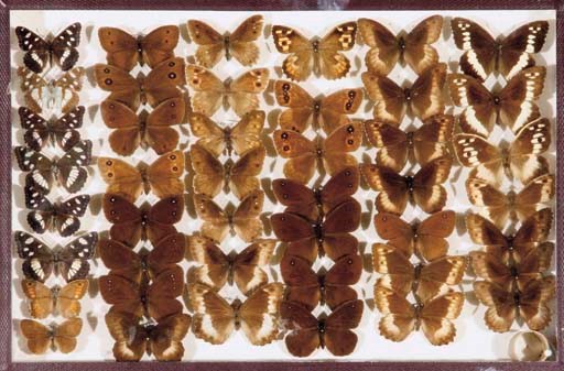 IMPORTANTE COLLECTION DE PAPILLONS