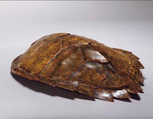 CARAPACE DE TORTUE