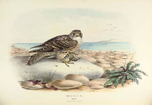 BOOTH, Edward Thomas (1840-1890). Rough Notes on the Birds Observed... in the British Islands. London: Taylor and Francis for R. H. Porter and Dulau and Co., 1881-1887.
