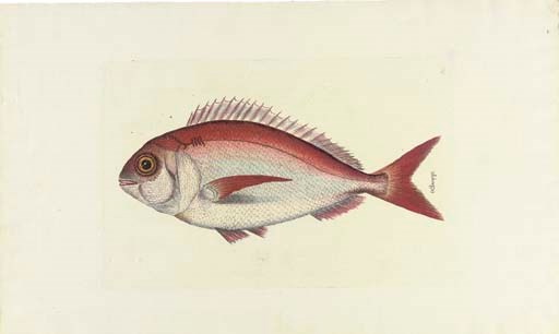 BRU DE RAMÓN, Juan Bautista (active c.1780). -- A set of 20 hand-coloured engraved plates from Colección de los peces y demas producciones marítimas de España. [Madrid: after 1780]. 2° (492 x 300mm). Including 10 plates signed 'Brú'. (One plate with 2 small tears in margin.)