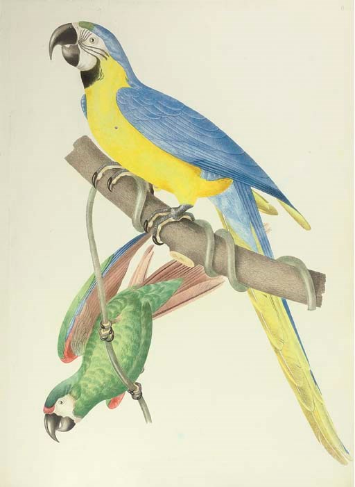 DESCOURTILZ, Jean Théodore (c. 1796-1855). Ornithologie brésilienne ou Histoire des Oiseaux du Brésil, remarquables par leur plumage, leur chant ou leurs habitudes. Rio de Janeiro: Waterlow and Sons, London for Thomas Reeves, [?1852-1856].