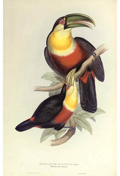 GOULD, John (1804-1881). A Monograph of the Ramphastidae, or Family of Toucans. London: for the Author, [1833-]1834[-1835].