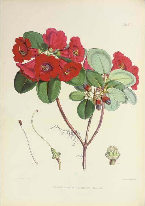 HOOKER, Joseph Dalton (1817-1911), The Rhododendrons of Sikkim-Himalaya, being an account...of the rhododendrons recently discovered in the mountains of Eastern Himalaya... edited by Sir W. J. Hooker. London: Reeve, Benham and Reeve, 1849-51.