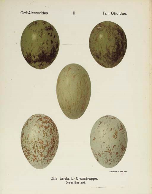 KRAUSE, Georg (1858-?). Oologia universalis palaearctica. Stuttgart: Fritz Lehmann, 1906-13.