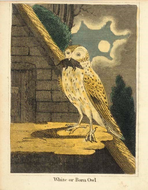 DARTON, William, publisher. [ELLIOTT, Mary].  The Books of Birds, beautifully coloured, with a Description of Each adapted to The Capacities of Infant Minds, in words of Two and Three Syllables. London: Printed by W. Darton, n.d.[ca 1818].