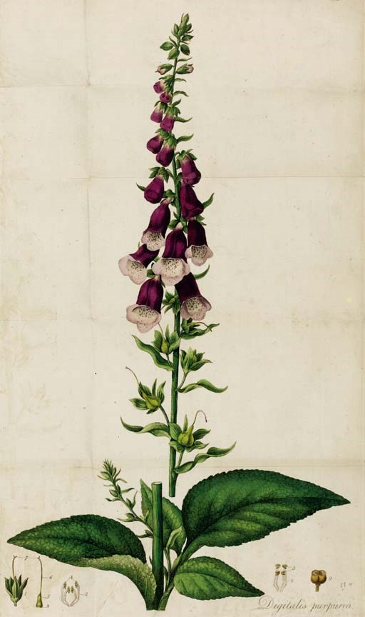 WILLIAM WITHERING (1741-1799)