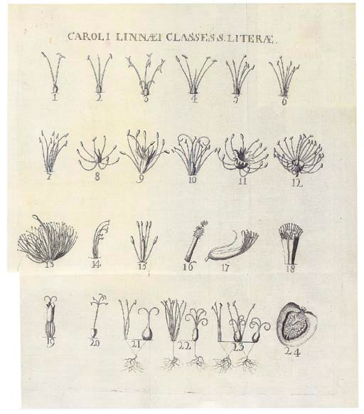 CAROLUS LINNAEUS (1707-78)