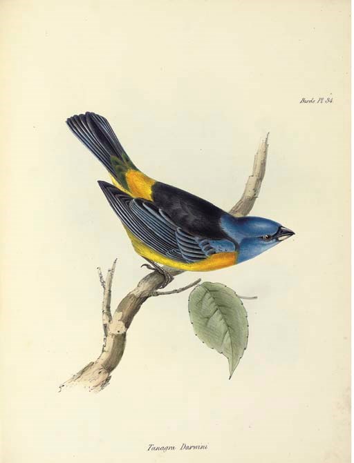 CHARLES ROBERT DARWIN (1809-1882, EDITOR)