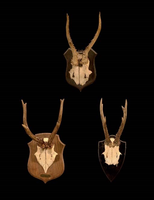 QUINZE TROPHEES DE CHEVREUIL