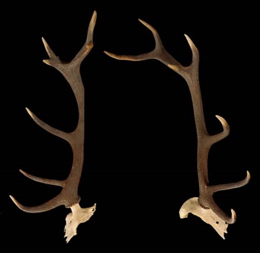 BOIS DE CERF DETACHES