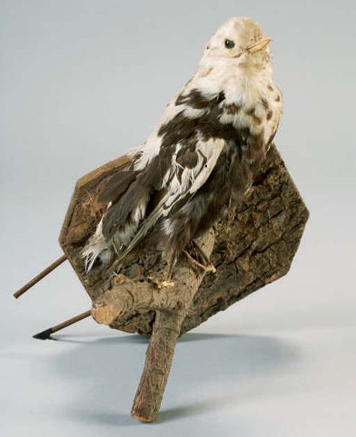 OISEAU NATURALISE
