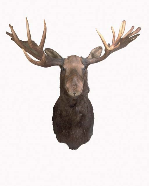 A CANADIAN STUFFED MOOSEHEAD HUNTING TROPHY
