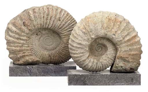 TWO AMMONITES