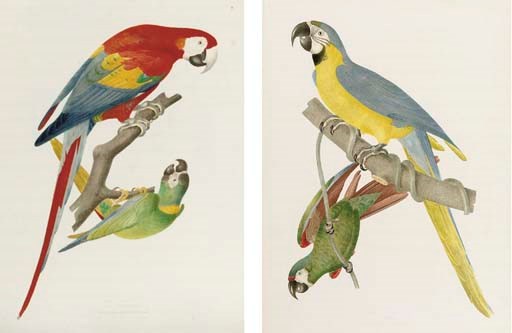 Jean Théodore Descourtilz (mid 19th Century)