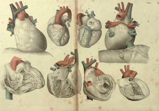 Twenty anatomical lithographs,