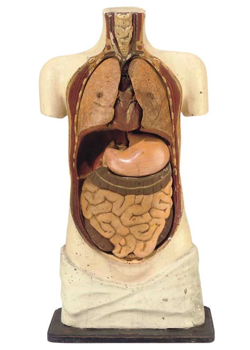 A Portugese polychrome papier-mâché model of the human torso,