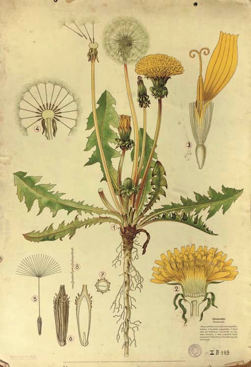 Nine Austrian polychrome printed didactic botanical wall charts,