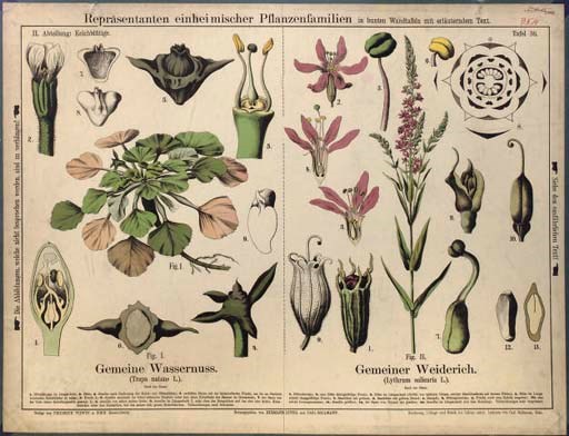 A collection of Austrian polychrome printed didactic botanical wallcharts,