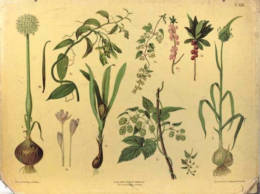 Eleven Austrian polychrome printed didactic botanical, ornithogical and insect wallcharts,
