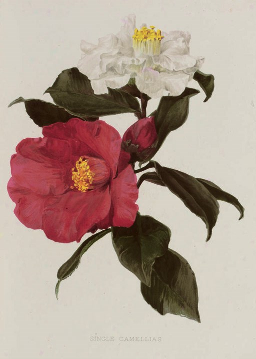 Flora and Sylva.  A Monthly Review for Lovers of Garden, Woodland, Tree or Flower. London: 1903-5. 3 volumes, 4°. Half titles, chromolithographed plates, illustrations. Contemporary half vellum gilt, top edges gilt, others uncut. 	 (3)