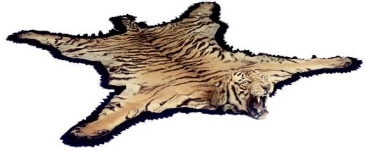 AN INDIAN STUFFED AND MOUNTED TIGER SKIN