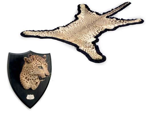 A TAXIDERMY LEOPARDS HEAD