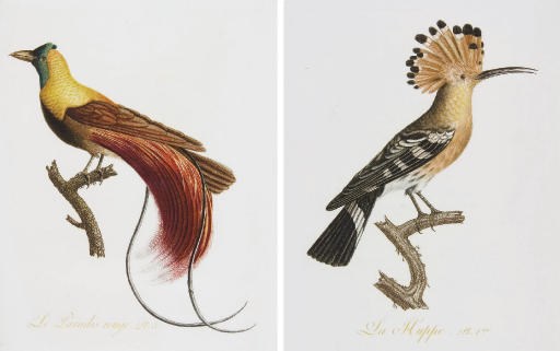 AUDEBERT, Jean Baptiste (1759-1800) and Louis Jean Pierre VIEILLOT (1748-1831). Oiseaux dorés ou à reflets métalliques. I. Histoire naturelle et générale des colibris, oiseaux-mouches, jacamars et promerops. II. Des grimpéreaux et des oiseaux de paradis. Paris: Crapelet for Desray, [1800-]1802.