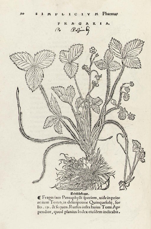 BRUNFELS, Otto (c.1488-1534). Herbarium tomis tribus. Strassburg: Johann Schott, 1539; 1536 and 1536 (appendix dated 1539).