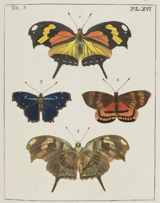 DRURY, Dru (1725-1803). Illustrations of Natural History; wherein are exhibited upwards of two hundred and forty figures of exotic insects. London: by the Author, 1770-82.