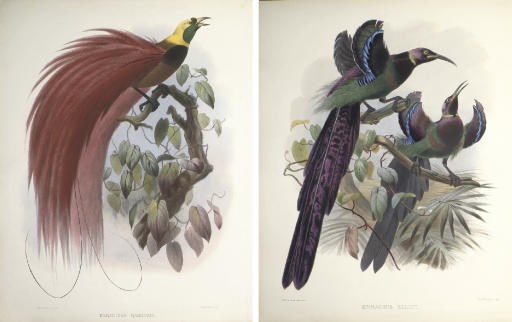 ELLIOT, Daniel Giraud (1835-1915). A Monograph of the Paradiseidae, or Birds of Paradise. [London]: by the Author, 1873.
