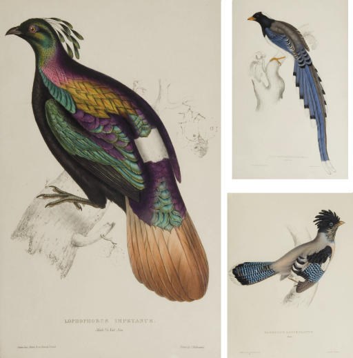 GOULD, John (1804-1881) and Nicholas Aylward VIGORS (1787-1840). A Century of Birds from the Himalaya Mountains. London: [for the Author, 1831]-1832.