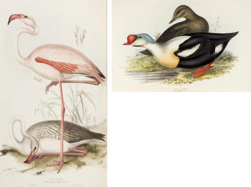 GOULD, John (1804-1881). The Birds of Europe. London: Richard and John E. Taylor for the Author, [1832]-1837.