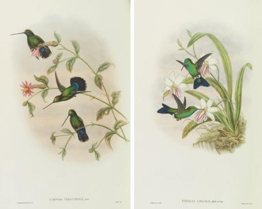 GOULD, John (1804-1881). A Monograph of the Trochilidae, or Family of Humming-Birds. London: Published by the Author [1849-] 1861, Supplement: Henry Sotheran & Co., [1880-] 1887.