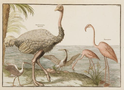 JONSTON, Jan (1603-75). Histoire naturelle et raisonnée des différens oiseaux qui habitent le globe. Paris: L.C. Desnos, 1773-74.