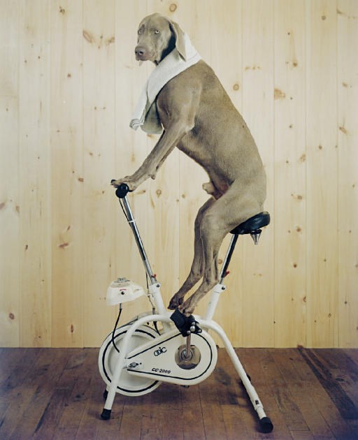 WILLIAM WEGMAN (B. 1942)
