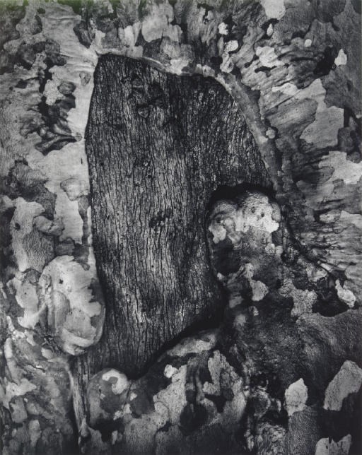 WYNN BULLOCK (1902-1975)