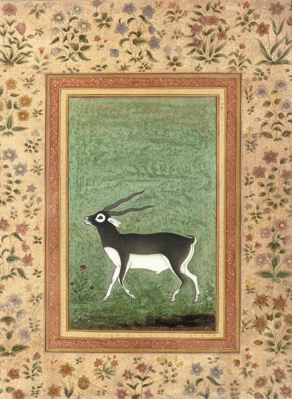A BLACK BUCK, INDIA, 20TH CENTURY