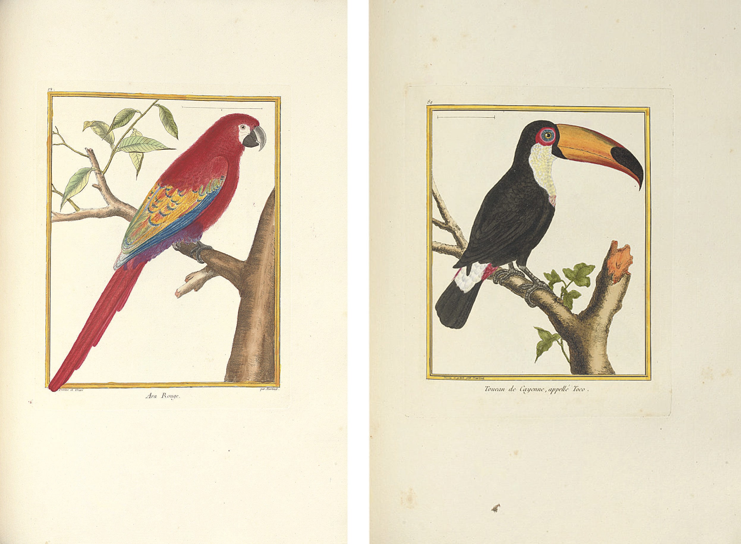 [BUFFON, Georges-Louis Marie Leclerc, comte de, (1707-1788) and François Nicholas MARTINET (c.1760-1800). Histoire Naturelle des Oiseaux. Paris: 1770-1786.]