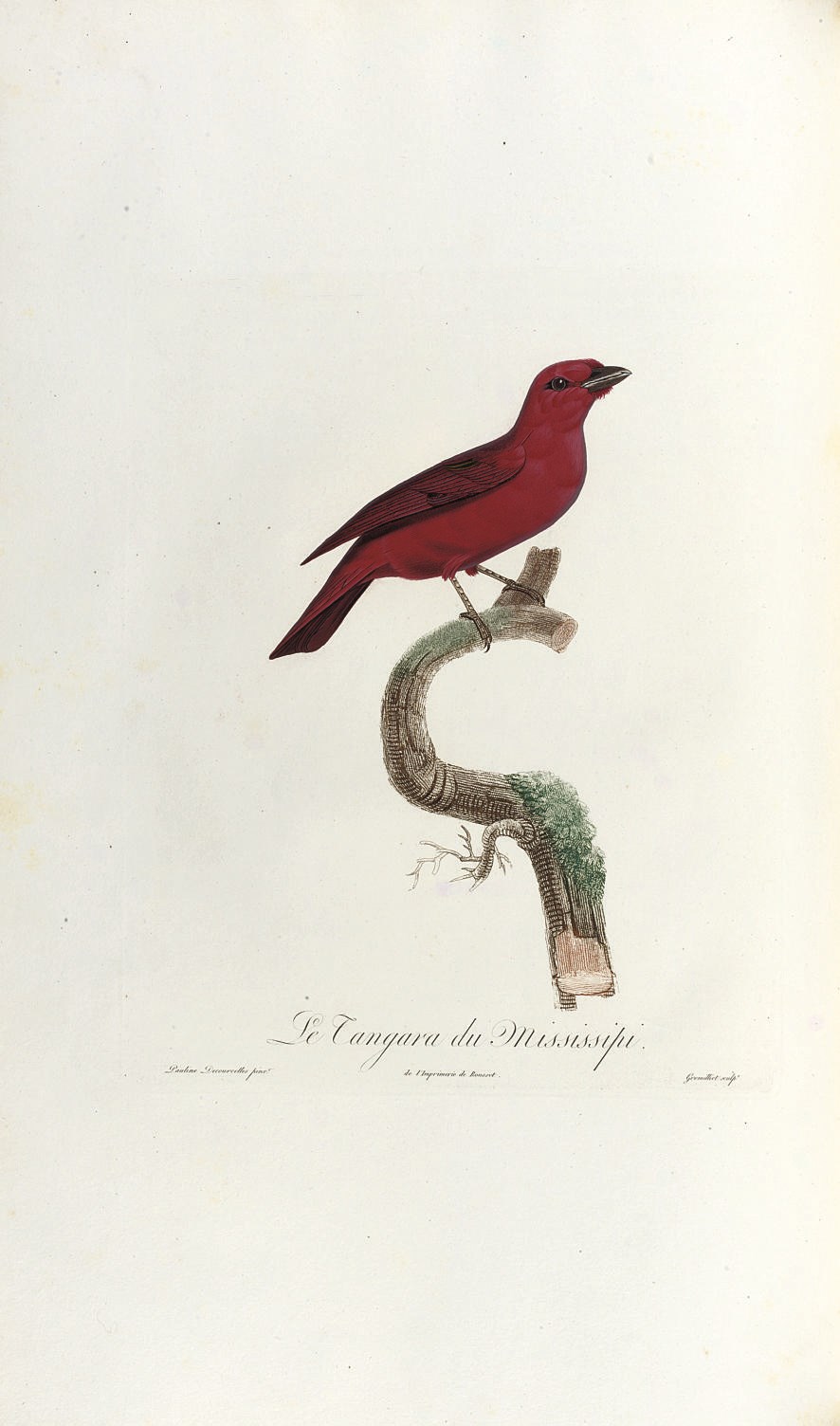 DESMAREST, Anselme-Gaëtan (1784-1838). Histoire naturelle des tangaras, des manakins et des todiers. Paris: L.-É. Herhan for Garnery and Delachaussé, 1805-[1807].