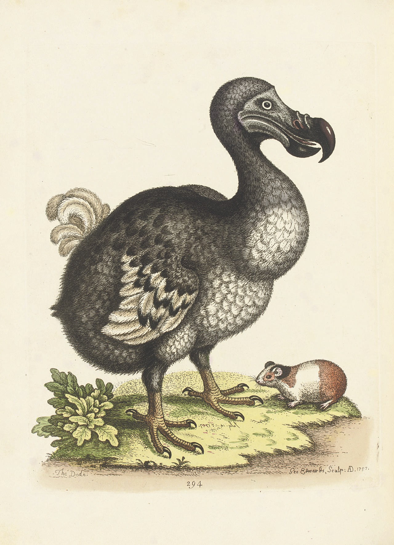 EDWARDS, George (1694-1773). A Natural History of Uncommon Birds, and of Some Other Rare and Undescribed Animals. London: the author, 1743-1747-1750-1751.